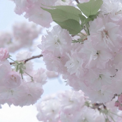 伊犁福瑞交流群